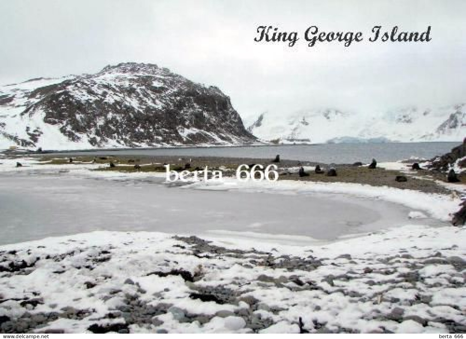 Antarctica King George Island New Postcard - Sonstige & Ohne Zuordnung