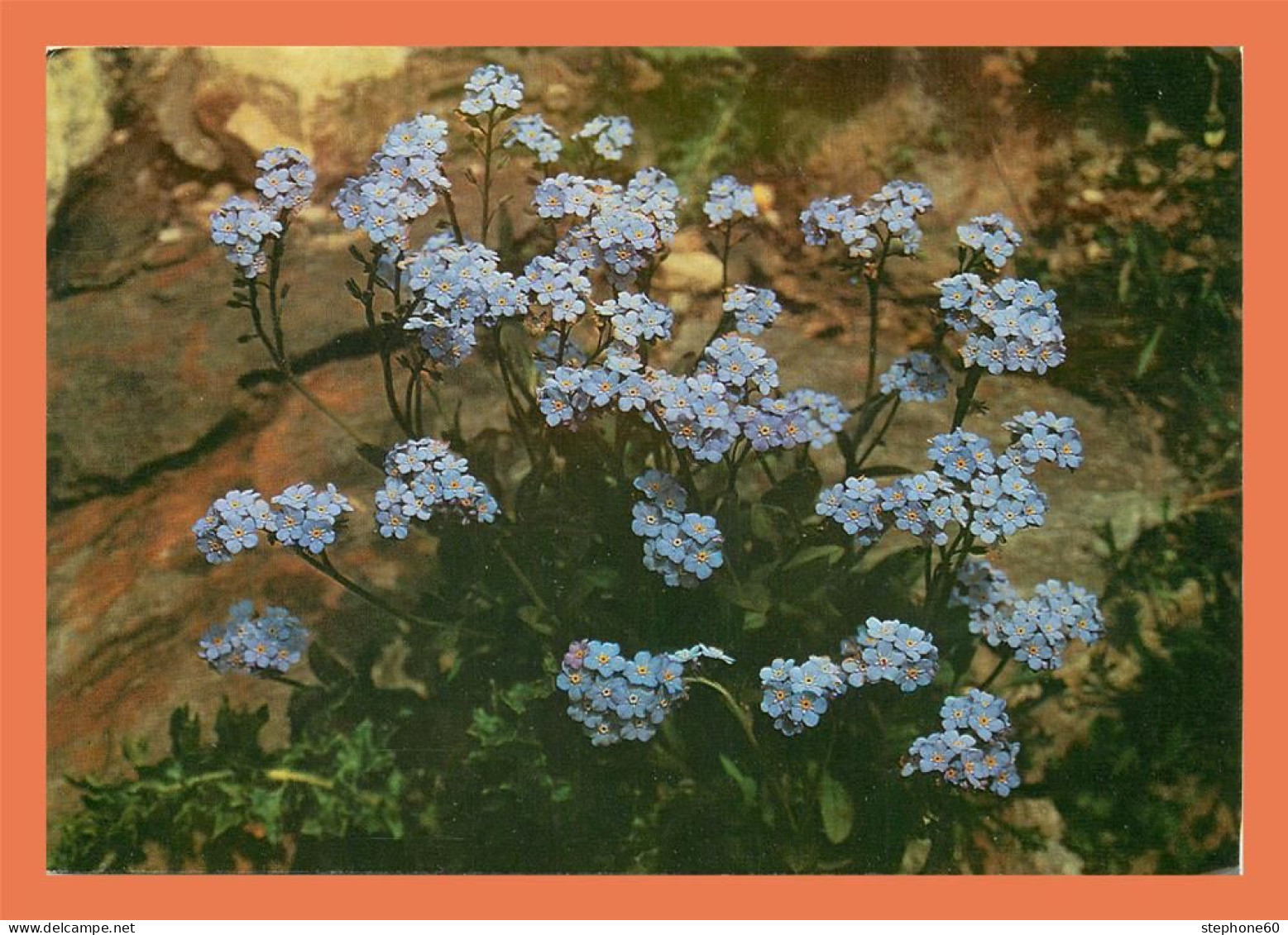 A713 / 009 Fleur Myosotis Alpestre - Sonstige & Ohne Zuordnung