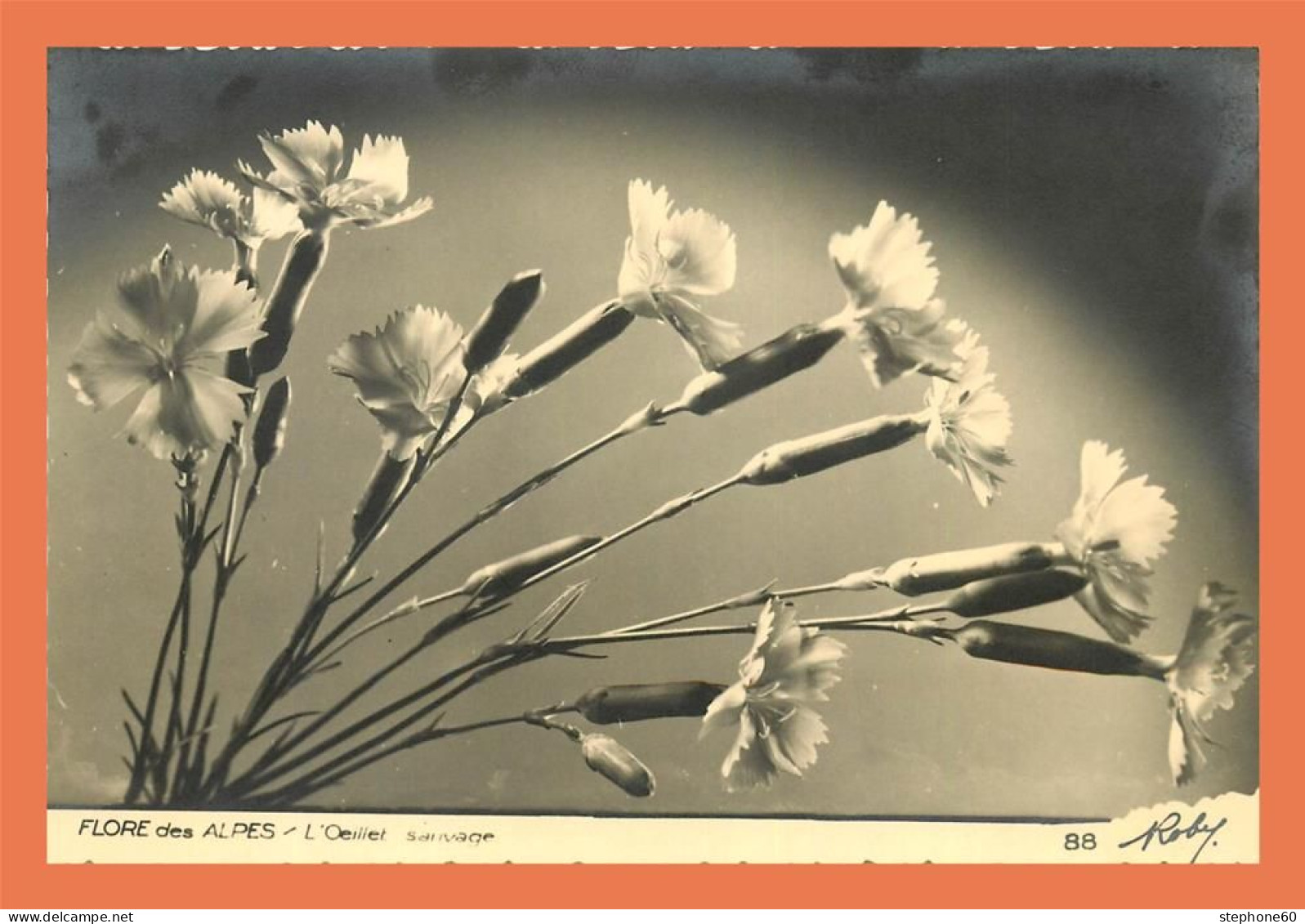 A714 / 191 Fleur Flore Des Alpes Oeillet Sauvage - Sonstige & Ohne Zuordnung