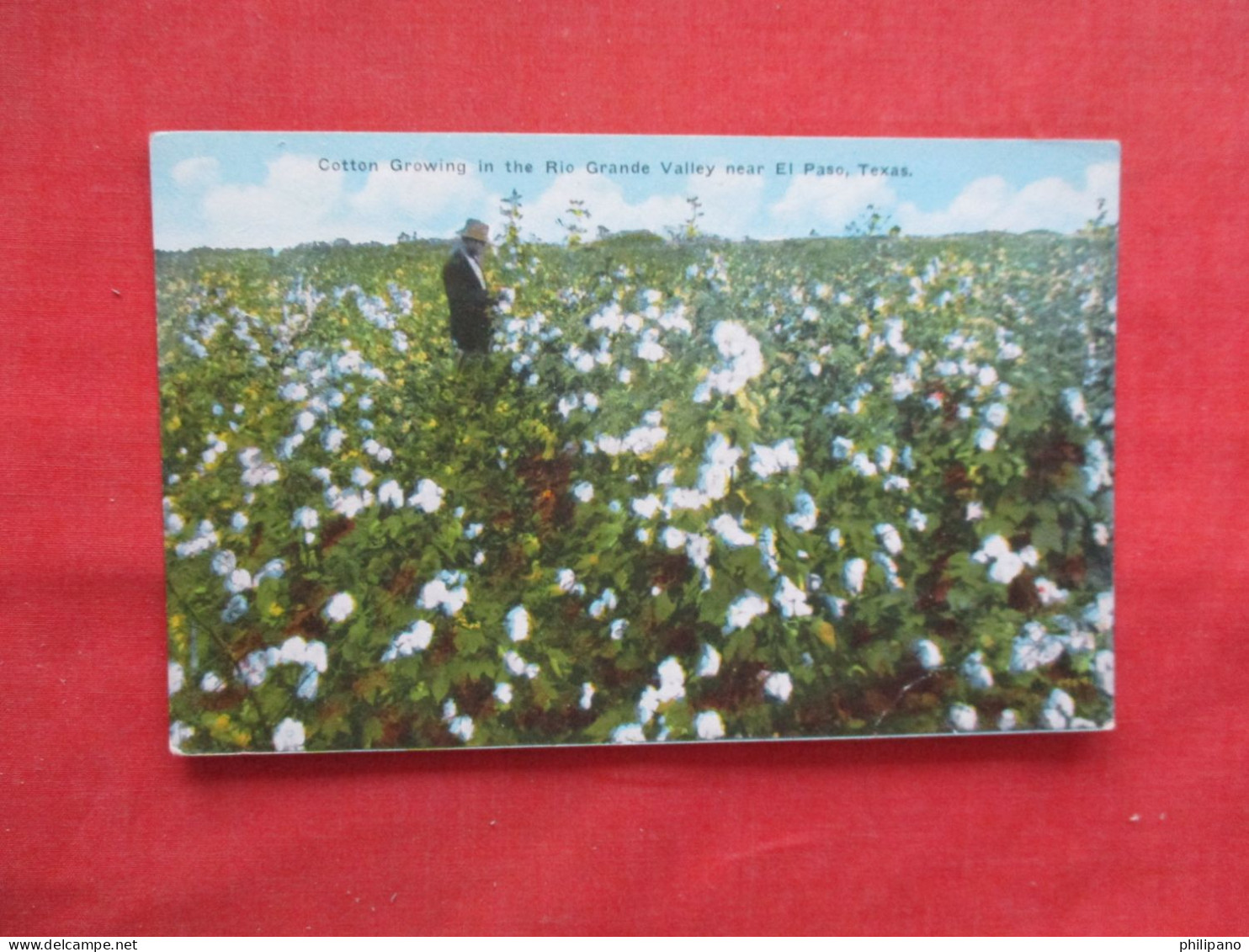 Cotton Growing In Rio Grand Valley  Near El Paso  Texas > El Paso    Ref 6385 - El Paso