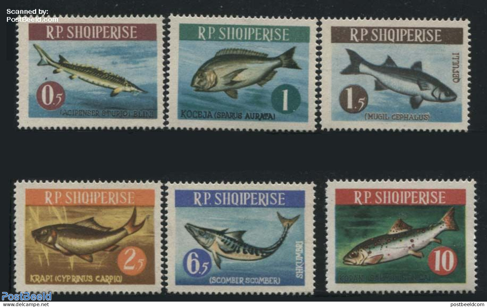 Albania 1964 Fish 6v, Mint NH, Nature - Fish - Pesci