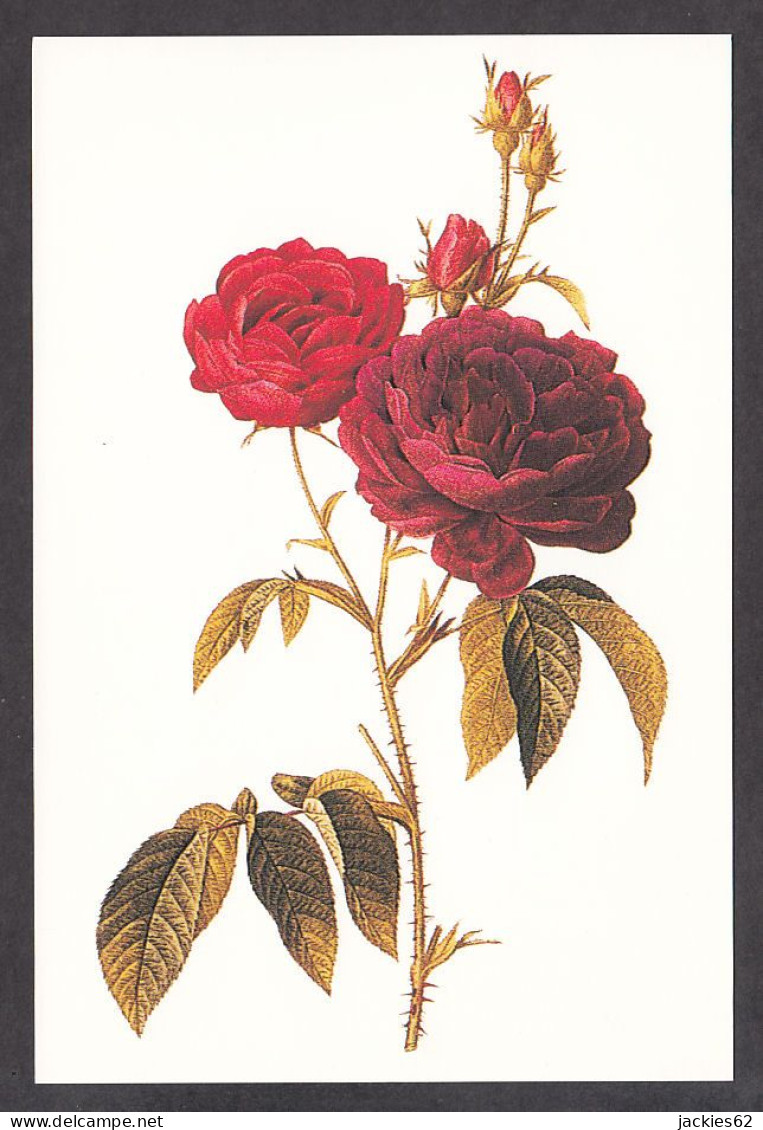 PR117/ Pierre-Joseph REDOUTE, *Rosa Gallica - Rosier Evêque* - Peintures & Tableaux