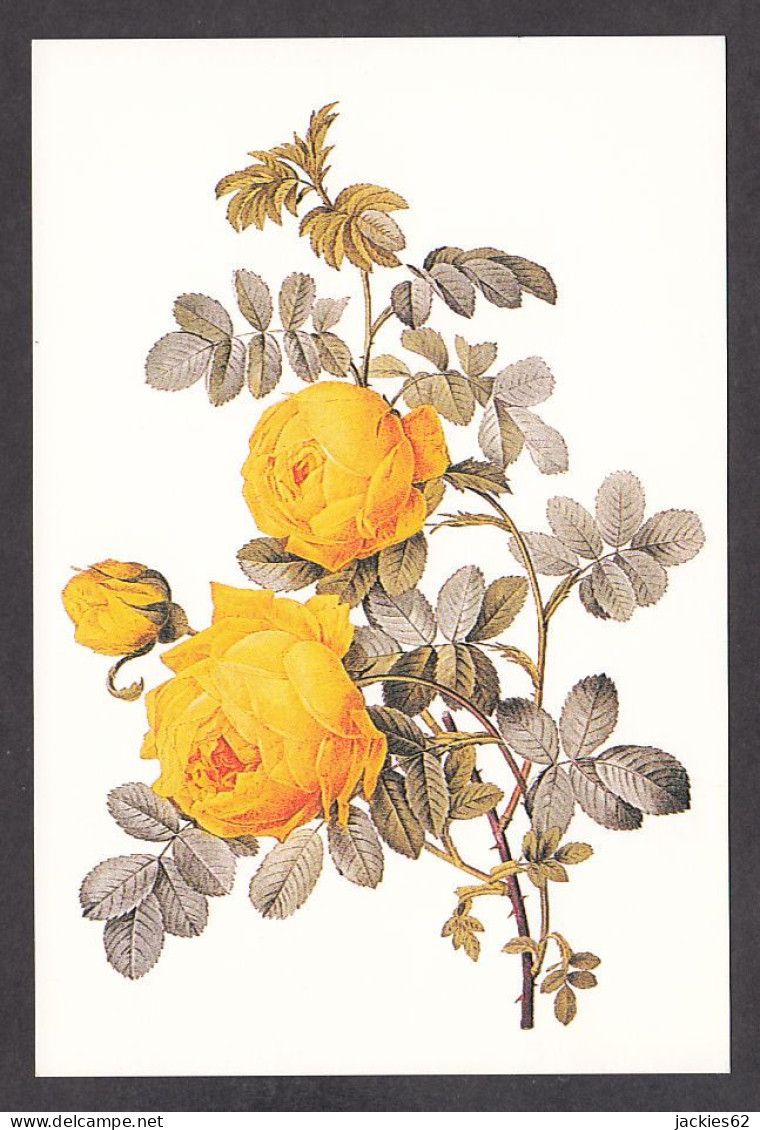 PR116/ Pierre-Joseph REDOUTE, *Rosa Sulfurea - Rosier Jaune De Soufre* - Peintures & Tableaux