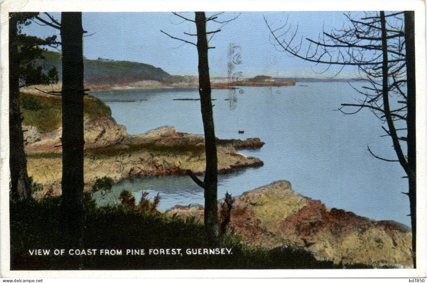 Guernsey - Pine Forest - Guernsey