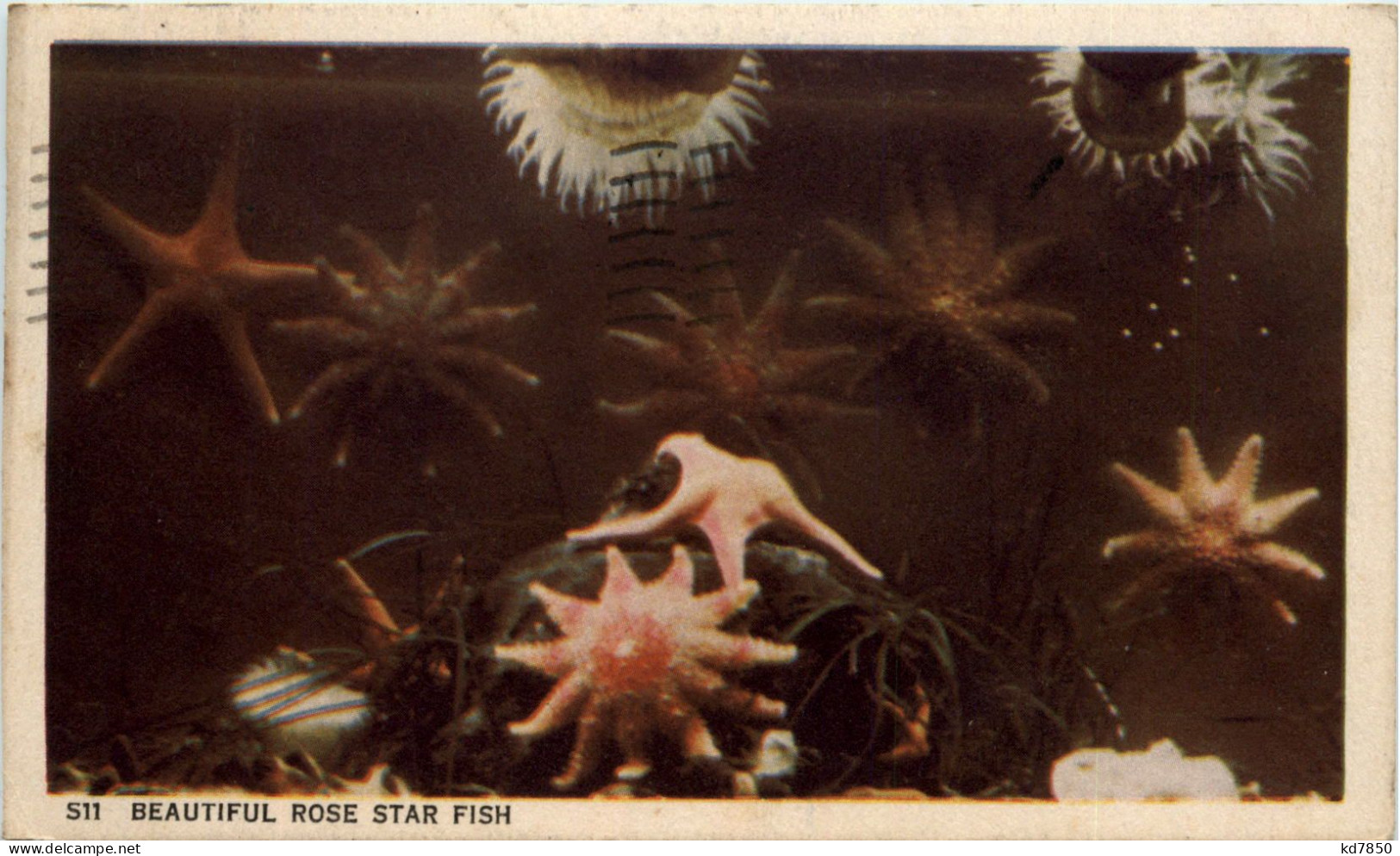 Rose Star Fish - Other & Unclassified