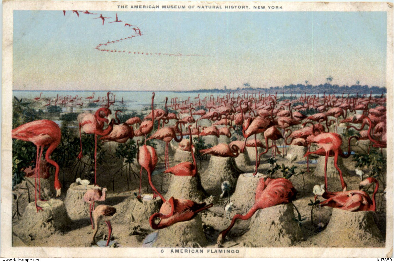 American Flamingo - Birds