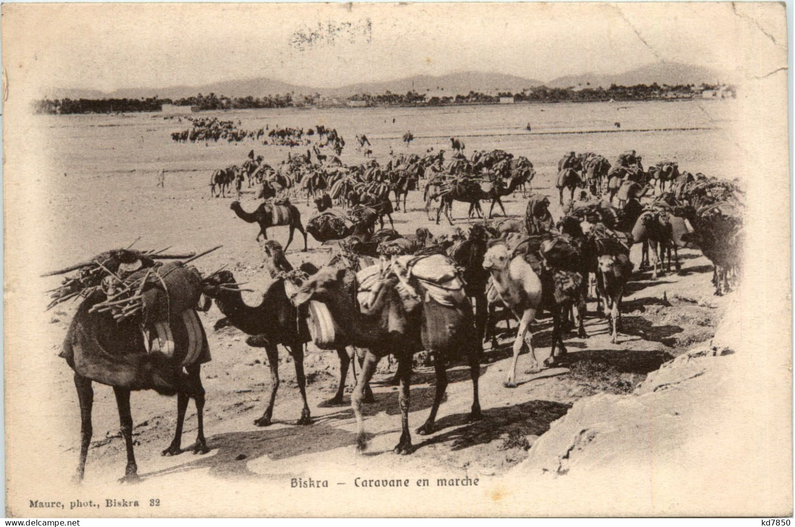 Biskra, Caravane En Marche - Biskra