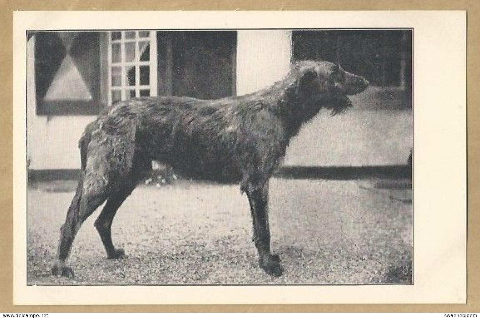 NL.- IERSCHE WOLFSHOND. UITG. H.J. DEN BOER, BAARN - Perros