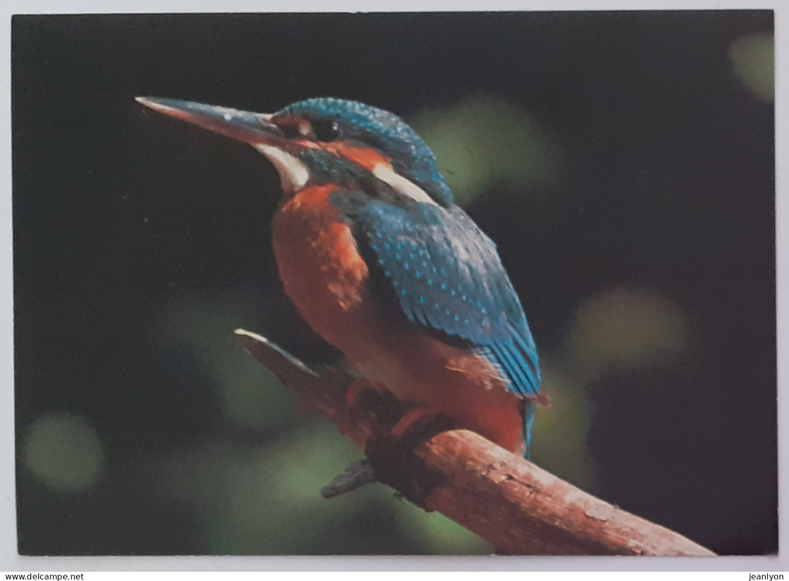 OISEAU / MARTIN PECHEUR - Ligue Suisse De Protection De La Nature - Oiseaux