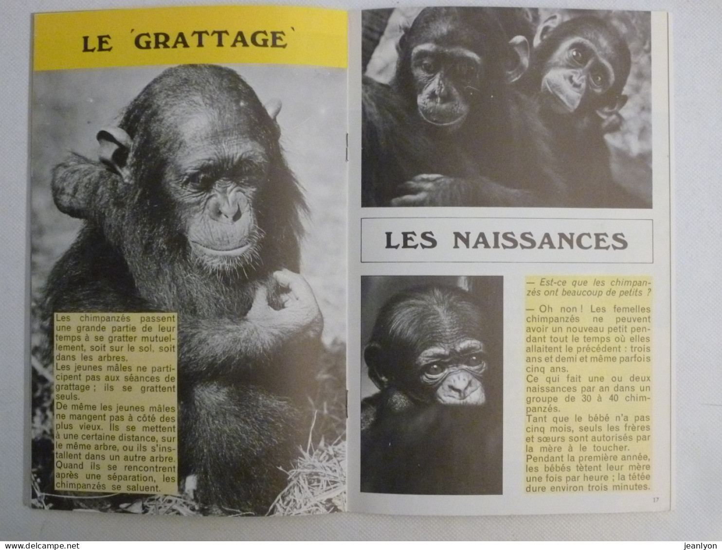 CHIMPANZE / Singe - Livret Bibliothèque De Travail Junior BTJ - Octobre 1975 - Tiere