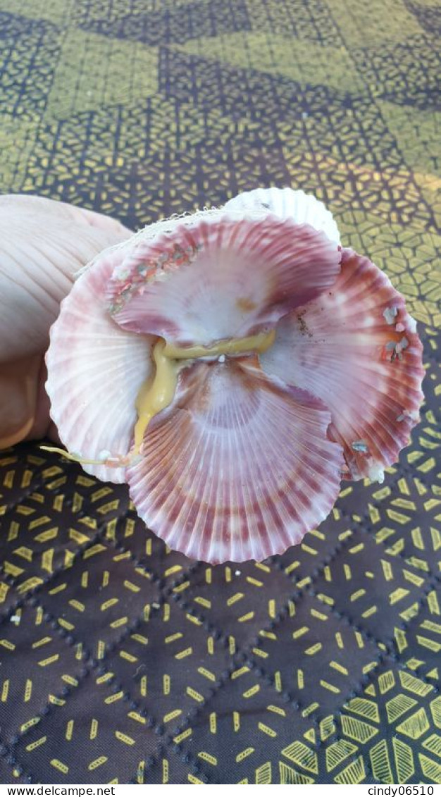 Poupée En Coquillage Souvenir De Mer 1960 - Souvenirs