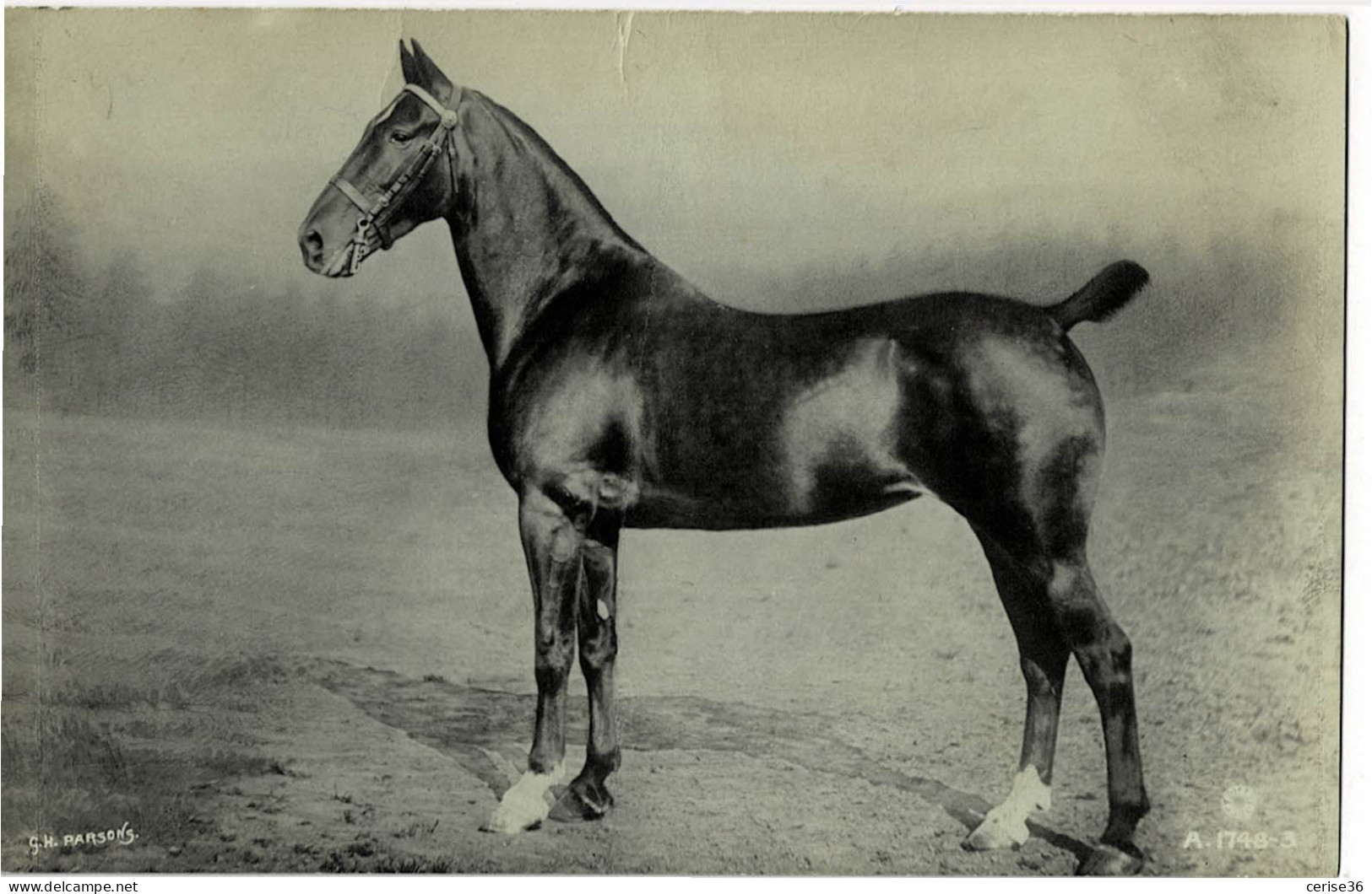 Photo Carte D'un Cheval Rotary Photo A.1748-3 - Horses