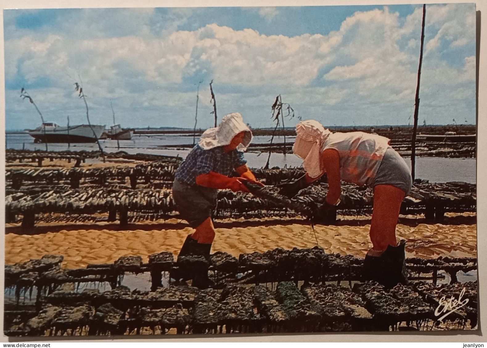 HUITRES / ATLANTIQUE - Parqueuses Huitres Au Travail  - Poissons Et Crustacés