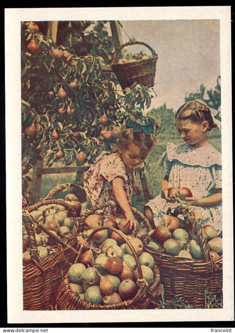 RUSSIA(1954) Children Picking Pears. 40 Kop Illustrated Postal Card. - 1950-59