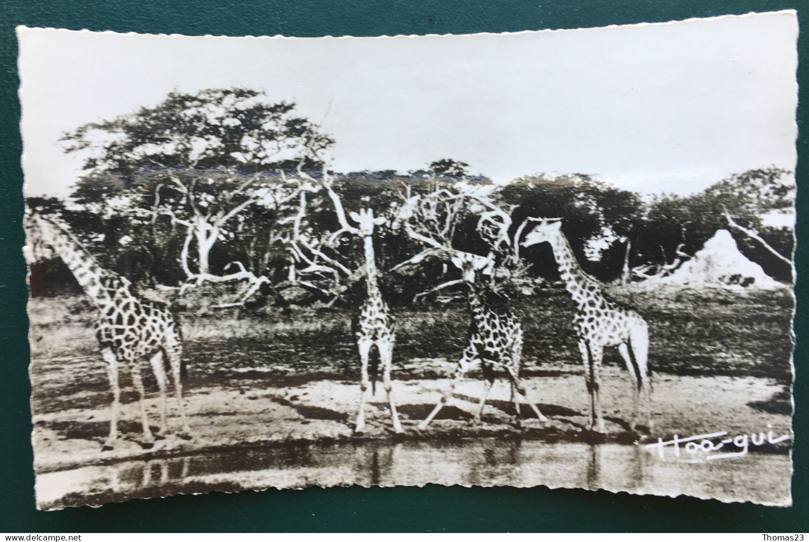 Groupe De Girafes, Ed Simarro, N° 298 - Gabon