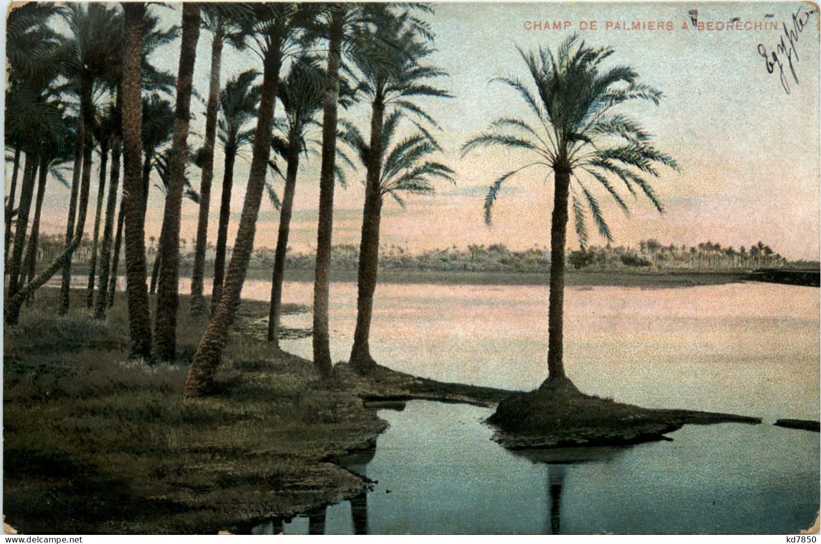 Egypt - Champ De Palmiers A Bedrechin - Altri & Non Classificati