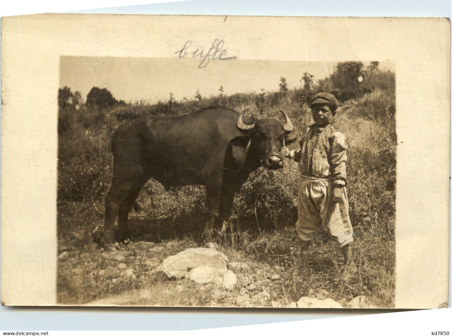 Jugoslawien - Buffalo ?? - Kroatien