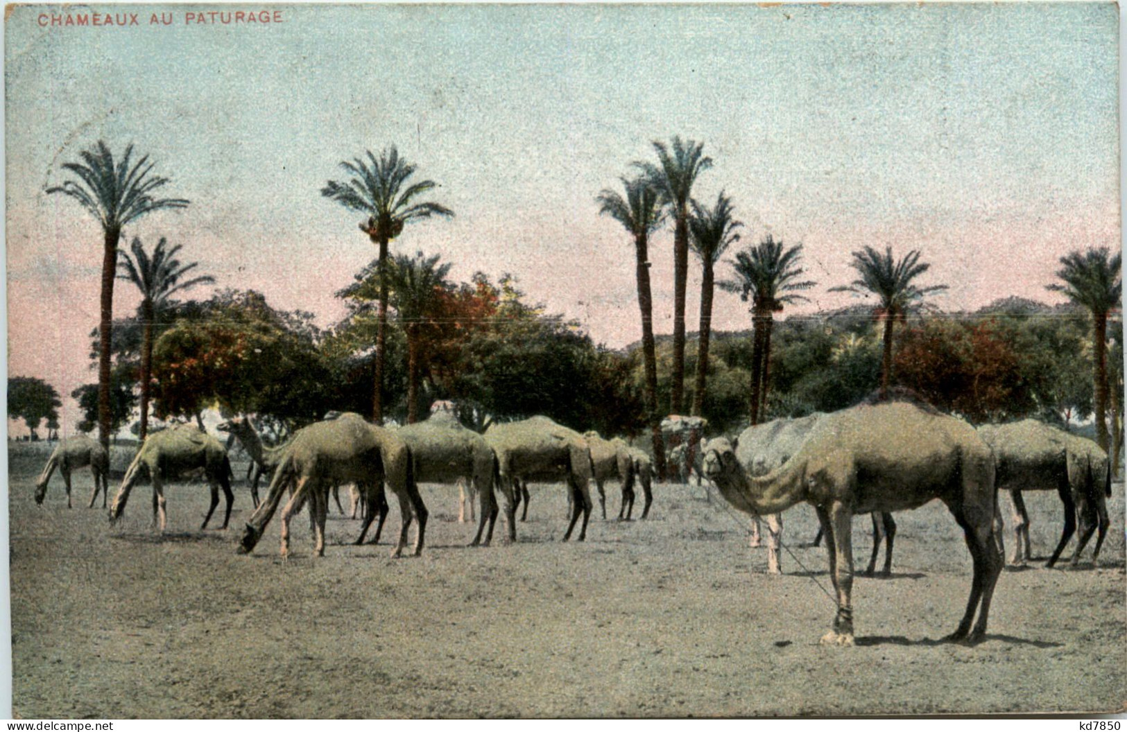 Egypt - Chameaux Au Paturage - Personnes