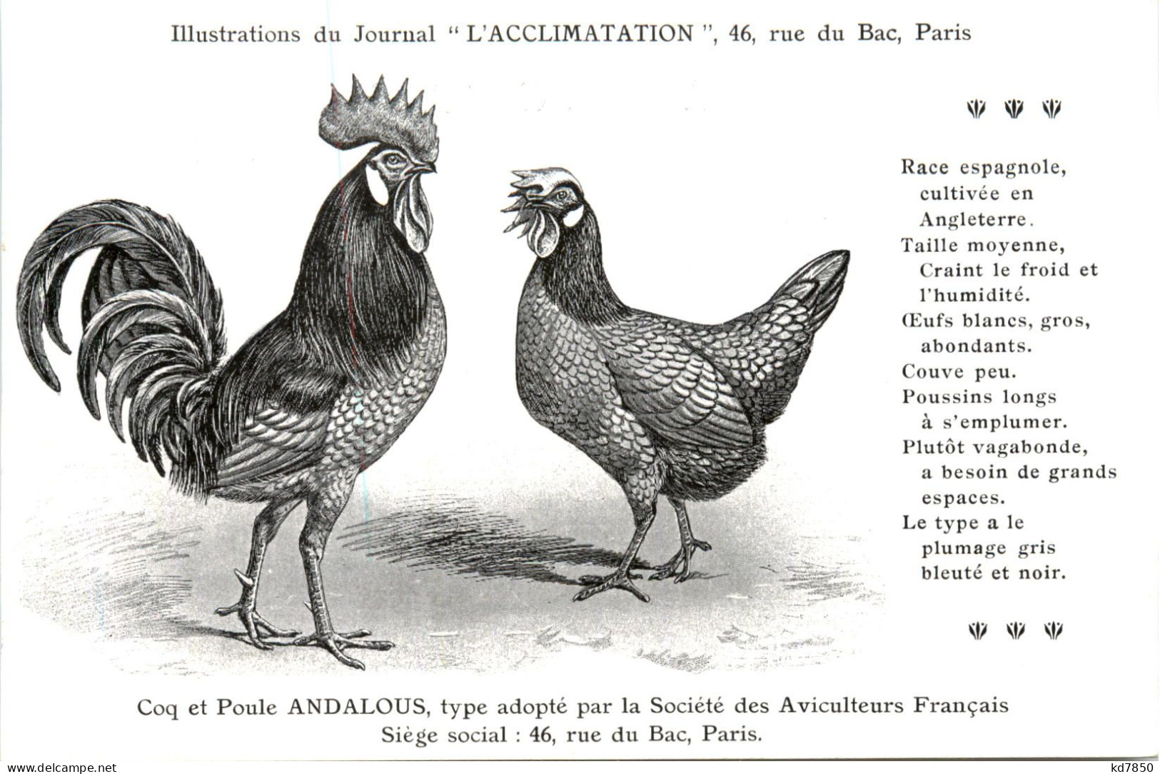 Poule Andalous - Vögel