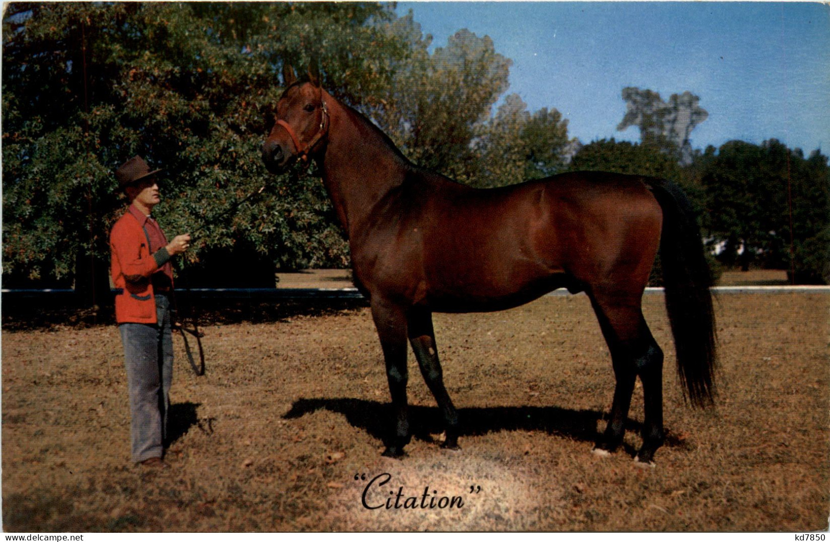 Citation - Horse - Horses