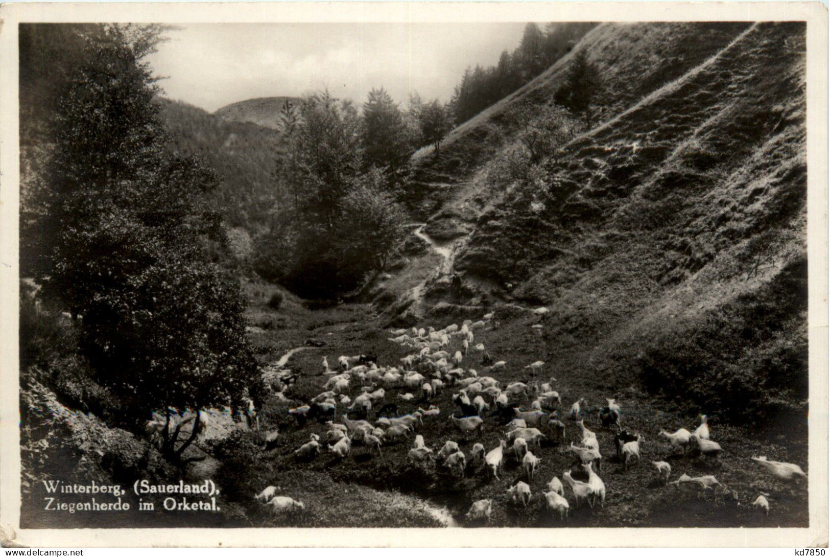 Winterberg, Ziegenherde Im Orketal - Winterberg