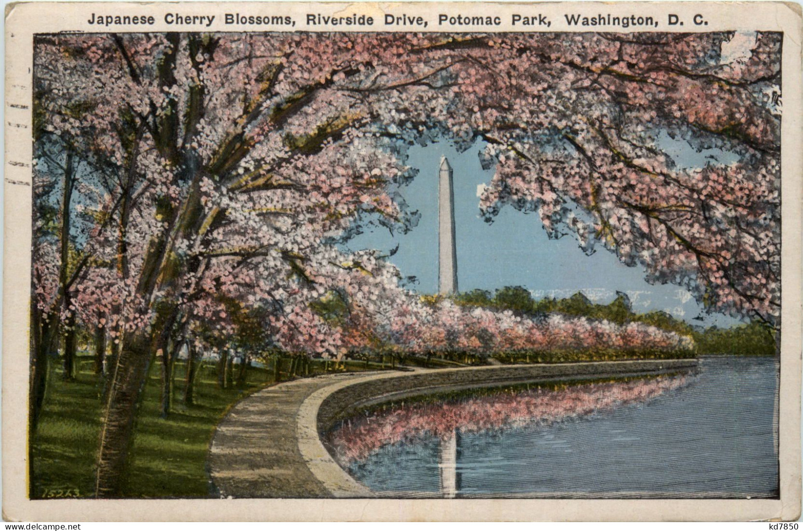 Washington DC - Japanese Cherry Blossom - Washington DC