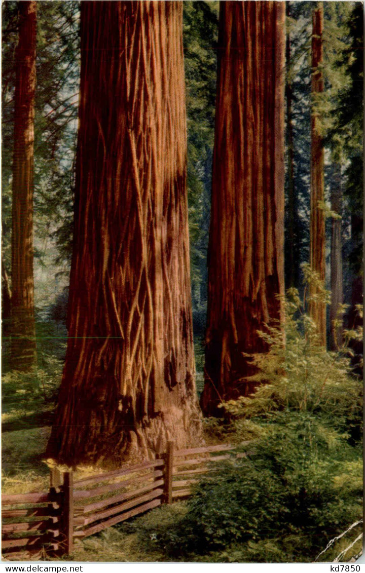 Redwoods California - Yosemite