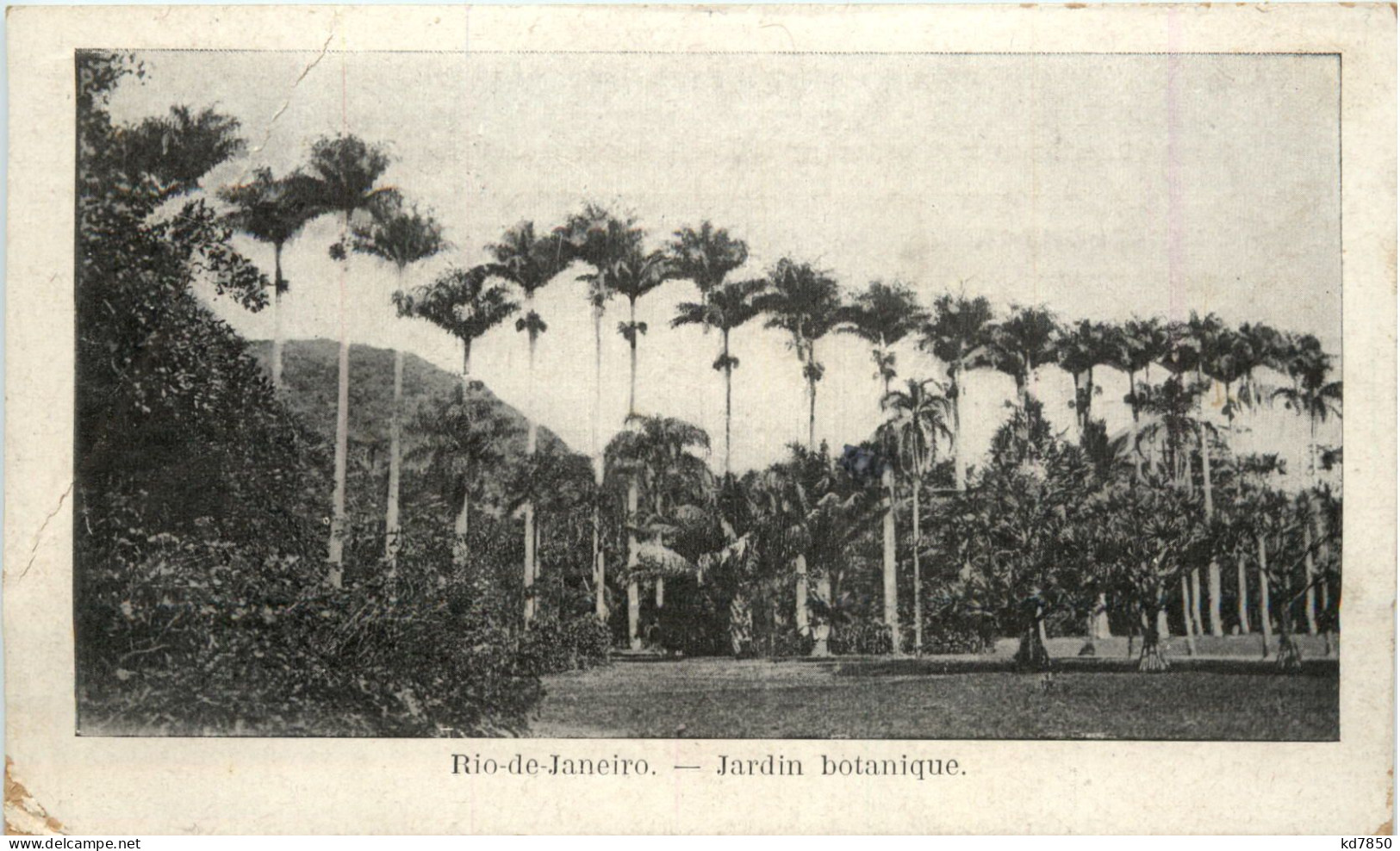 Rio De Janeiro - Jardin Botanique - Rio De Janeiro