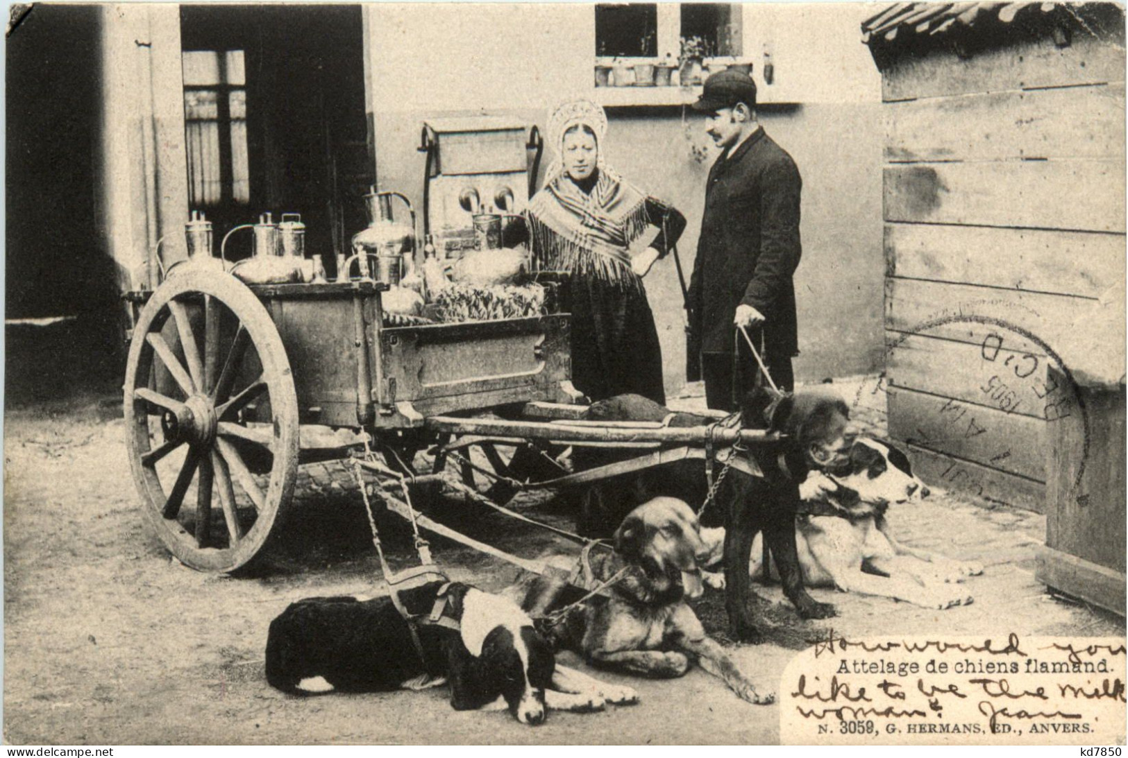 Attelage De Chiens Flamand - Hundekarren - Wagengespanne