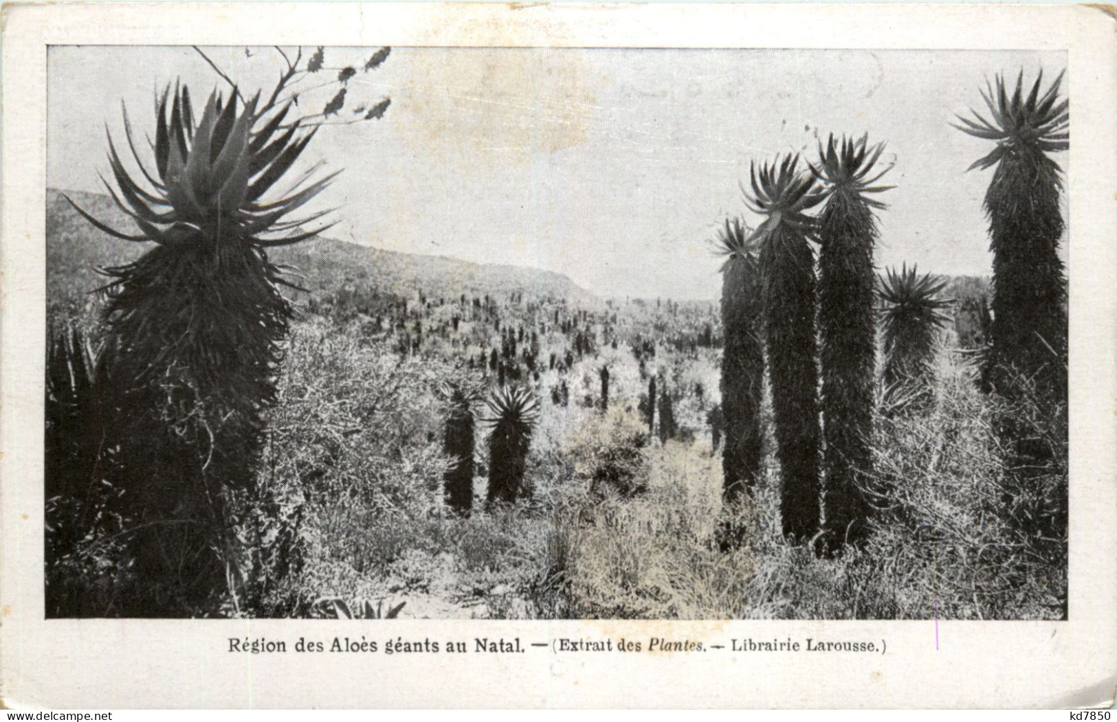 Region Des Aloes Geants Au Natal - Autres & Non Classés