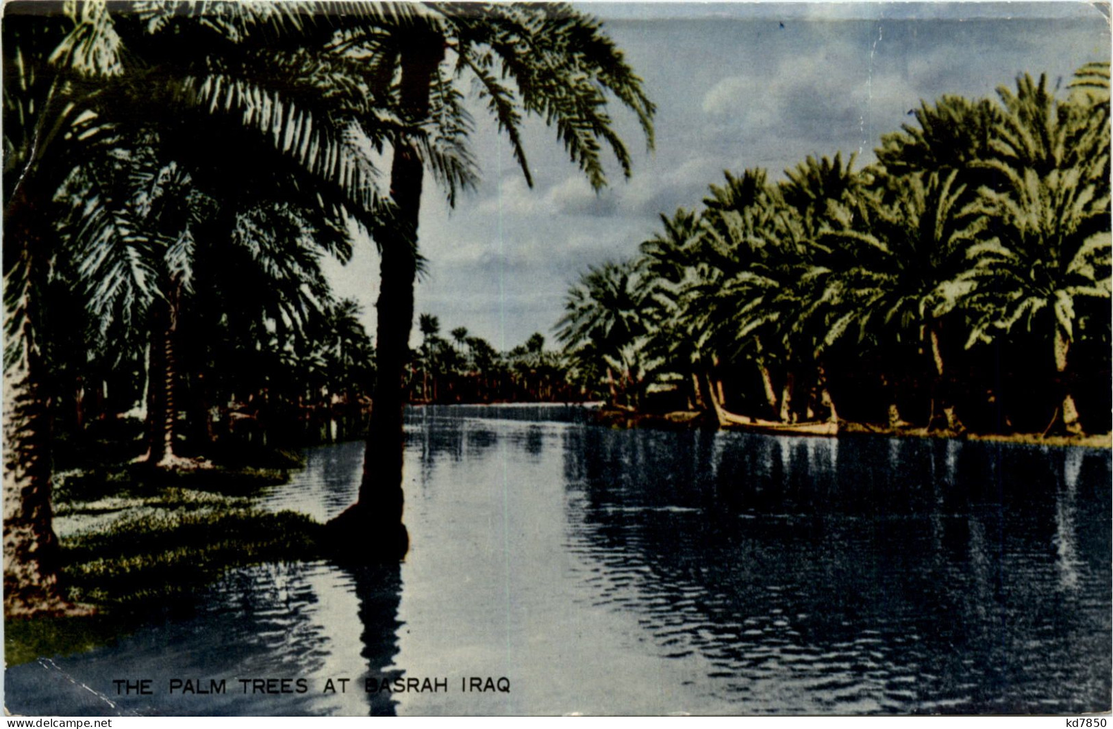 Irak - The Palm Trees At Basrah - Irak