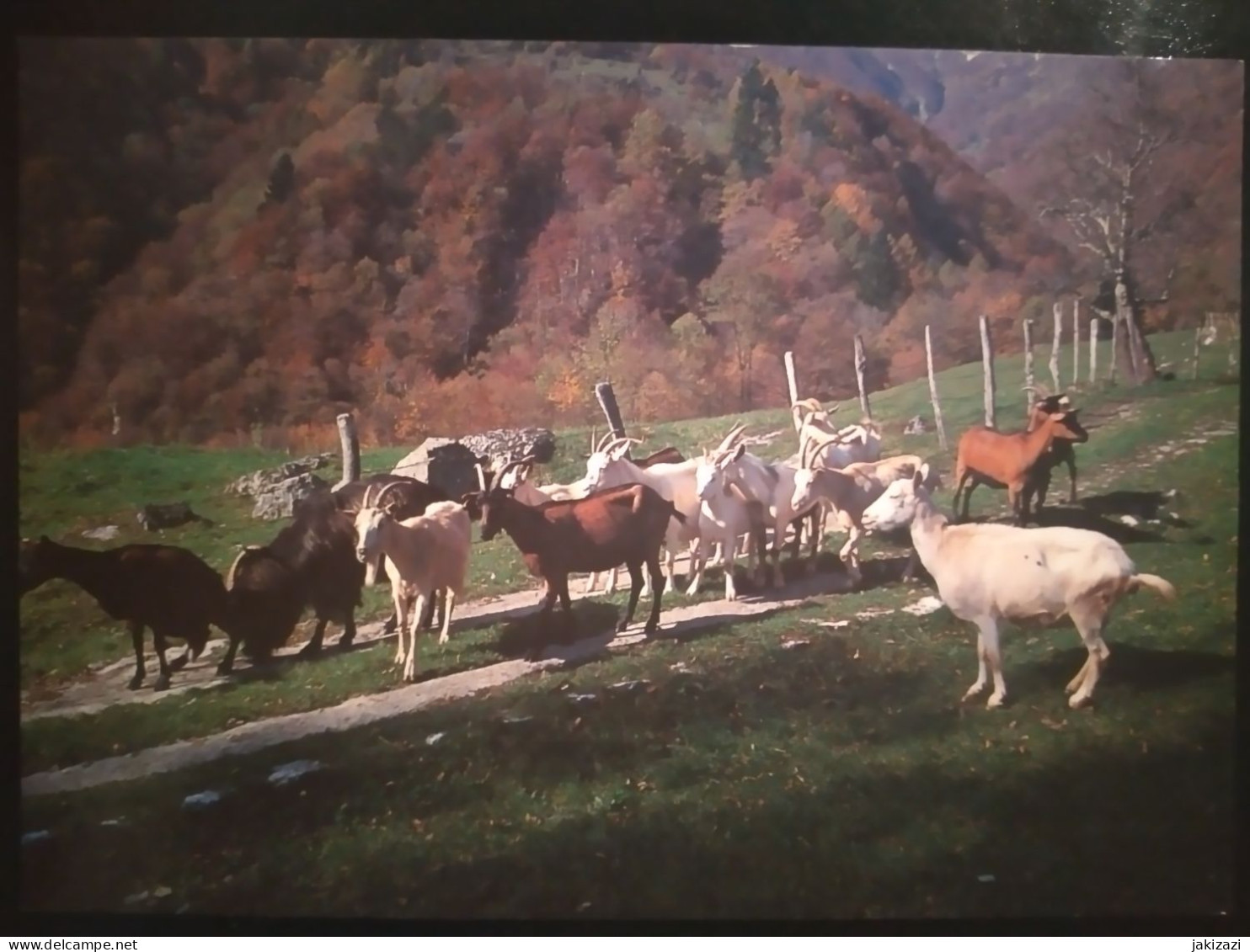 Tolmin. Javorca. Koji Trop. Goats. Koze. - Sonstige & Ohne Zuordnung