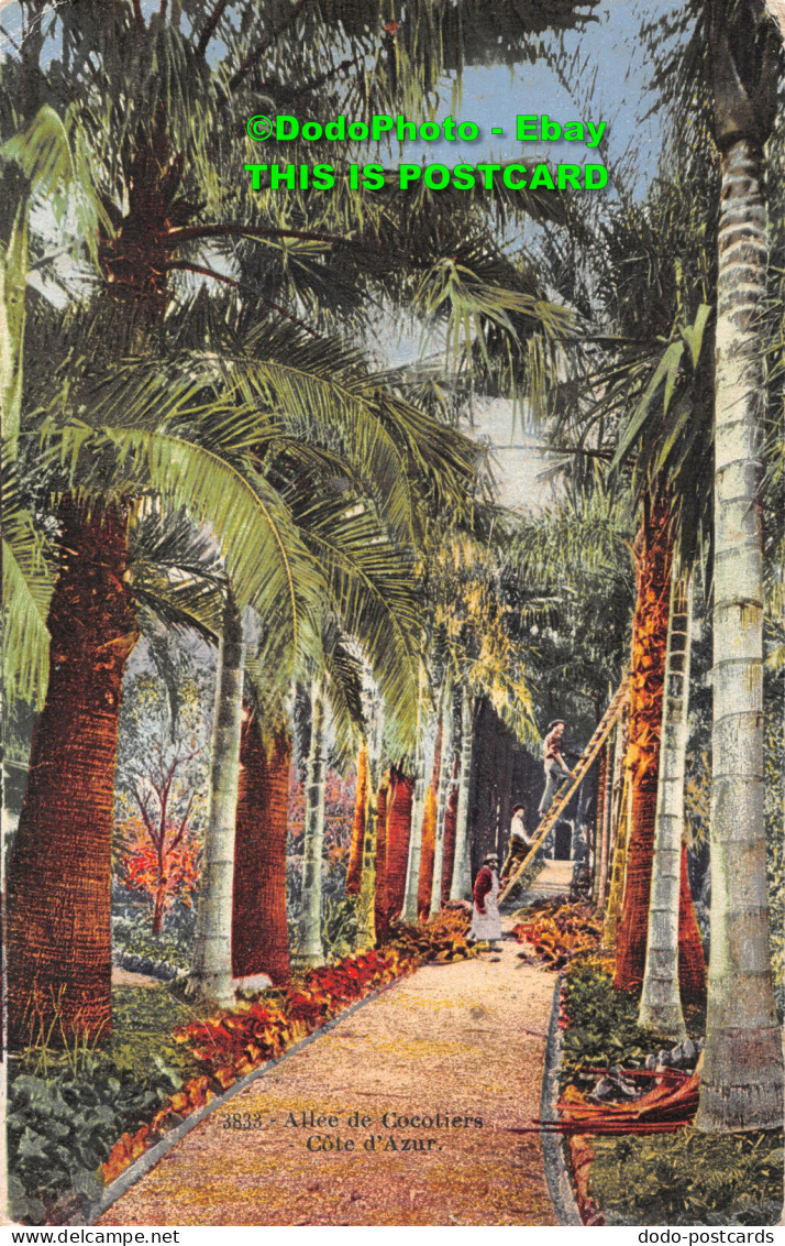 R408675 Allee De Cocotiers. Cote D Azur. Giletta. Postcard. 1916 - World