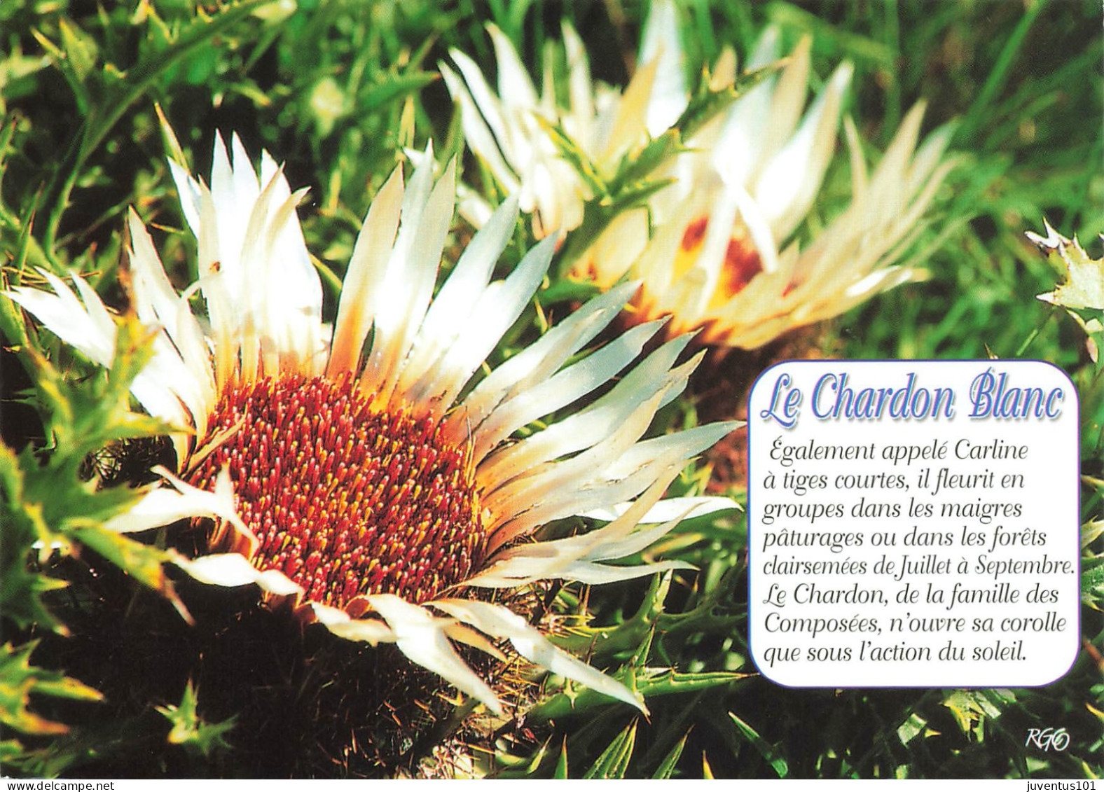 CPSM Chardon Blanc        L2864 - Fleurs