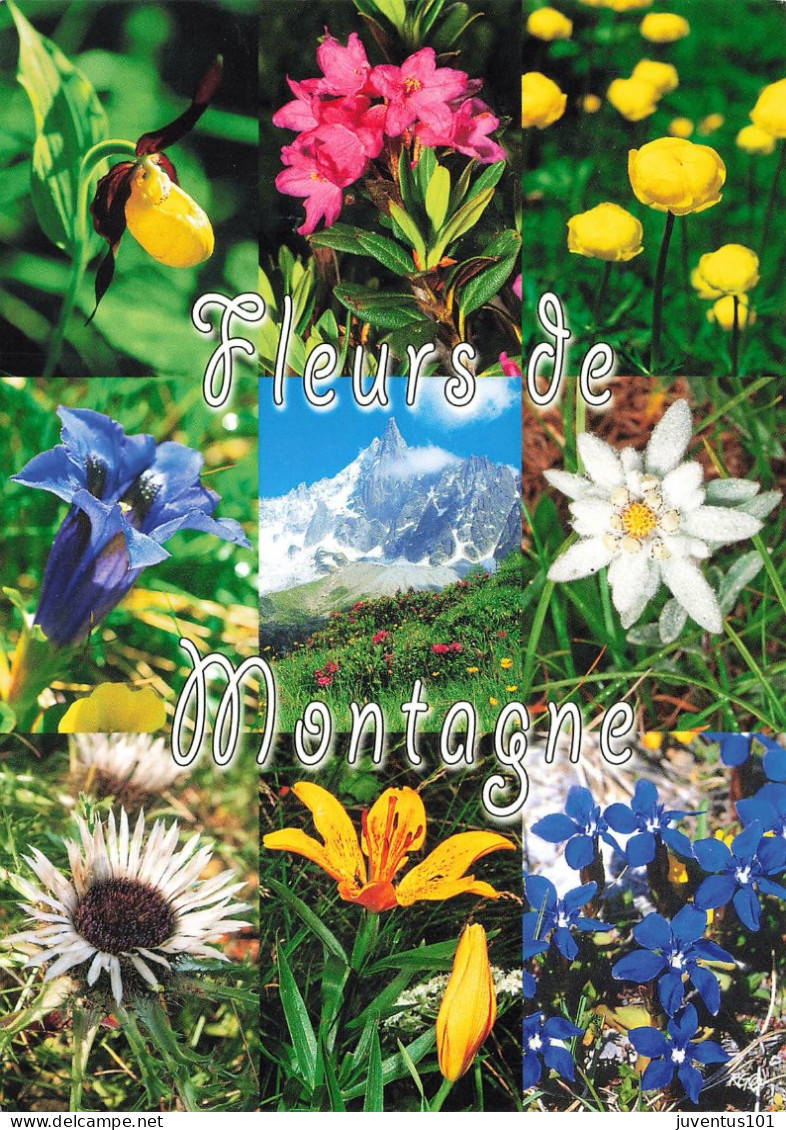 CPSM Fleurs De Montagne        L2864 - Flores