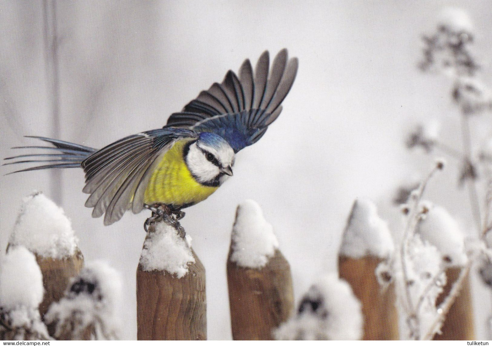 Bird - Oiseau - Vogel - Uccello - Pássaro - Pájaro - Great Tit - Parus Major - Luonto-Liitto - Birds