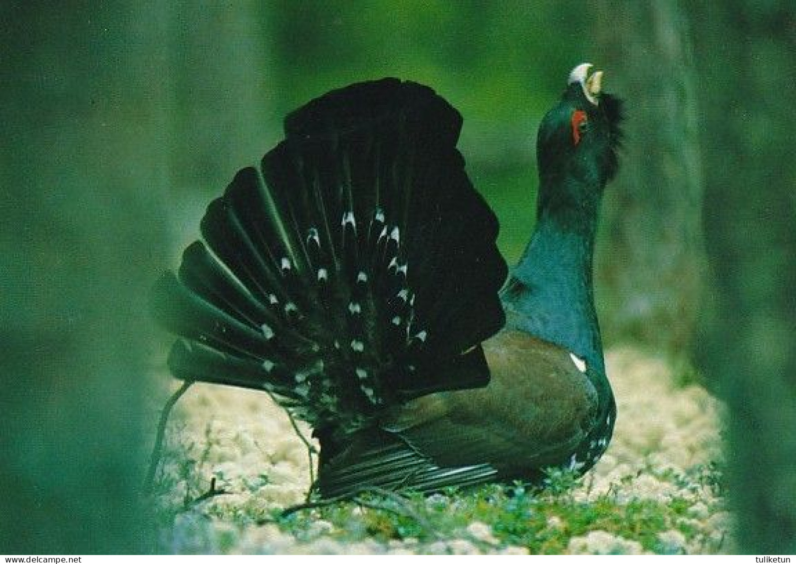 Bird - Oiseau - Vogel - Uccello - Pássaro - Pájaro - Fauna - Metso - Capercaillie - Tetrao Urogallus - Ringed-Seal Logo - Oiseaux