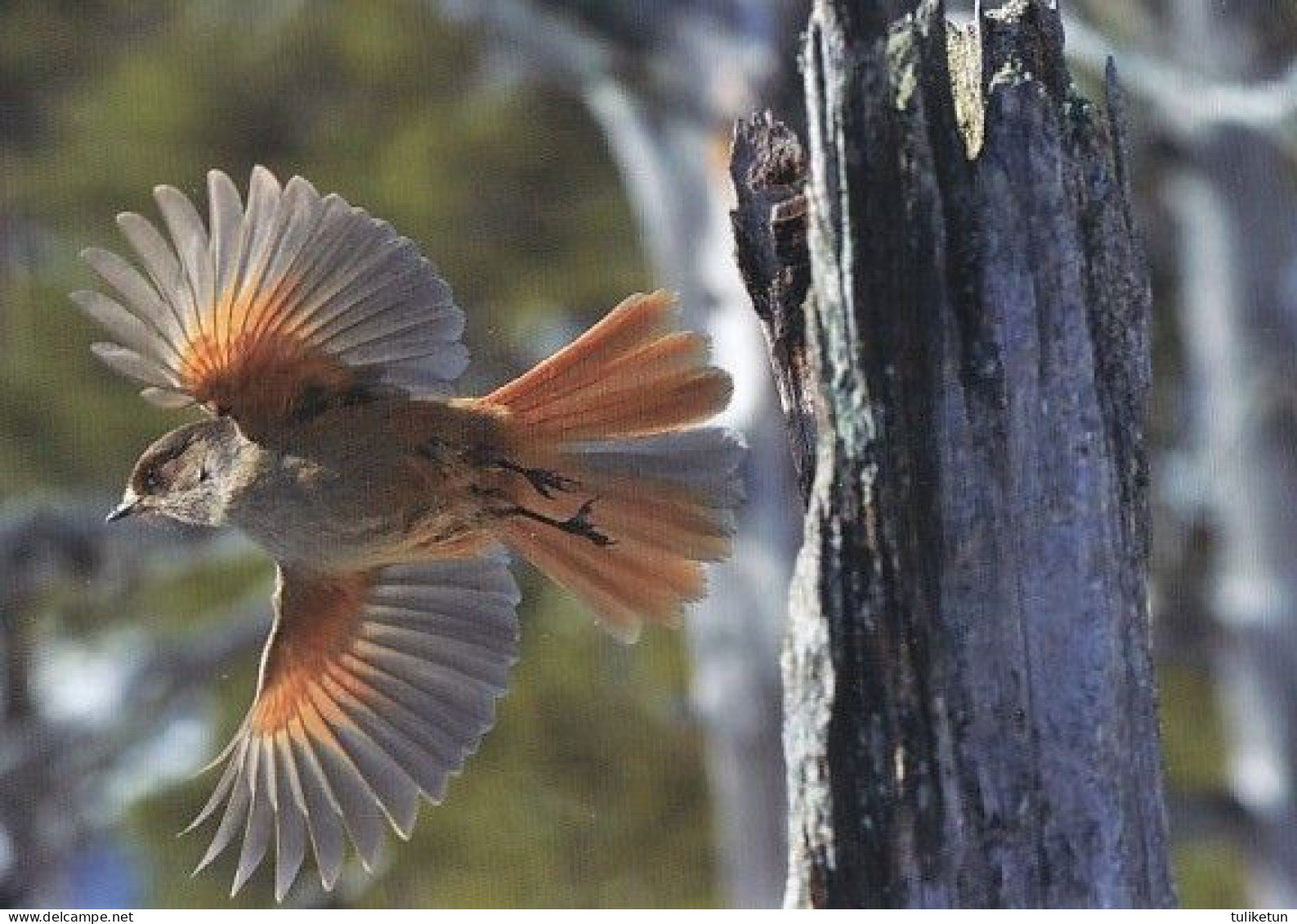 Bird - Oiseau - Vogel - Uccello - Pássaro - Kuukkeli - Siberian Jay - Perisoreus Infaustus - Oiseaux