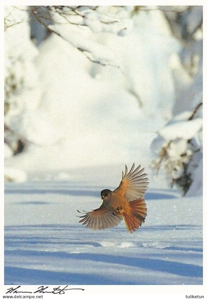 Bird - Oiseau - Vogel - Uccello - Pássaro - Kuukkeli - Siberian Jay - Perisoreus Infaustus - Vögel