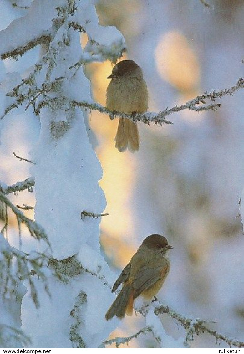 Bird - Oiseau - Vogel - Uccello - Pássaro - Kuukkeli - Siberian Jay - Perisoreus Infaustus - Oiseaux