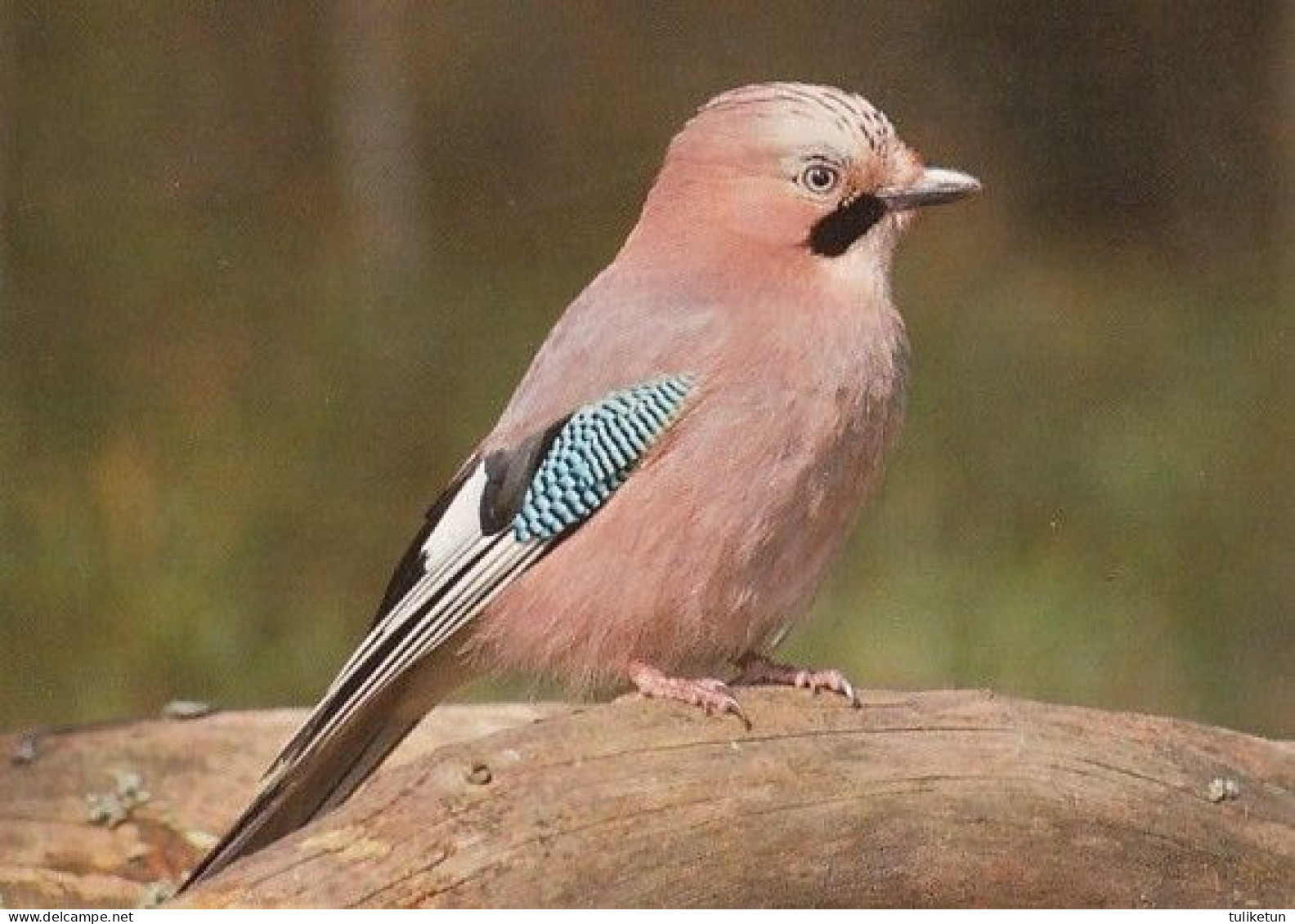 Närhi - Jay - Geai - Vlaamse Gaai - Eichelhäher - Ghiandaia - Gaio - Arrendajo - Animal - Fauna - Pájaros