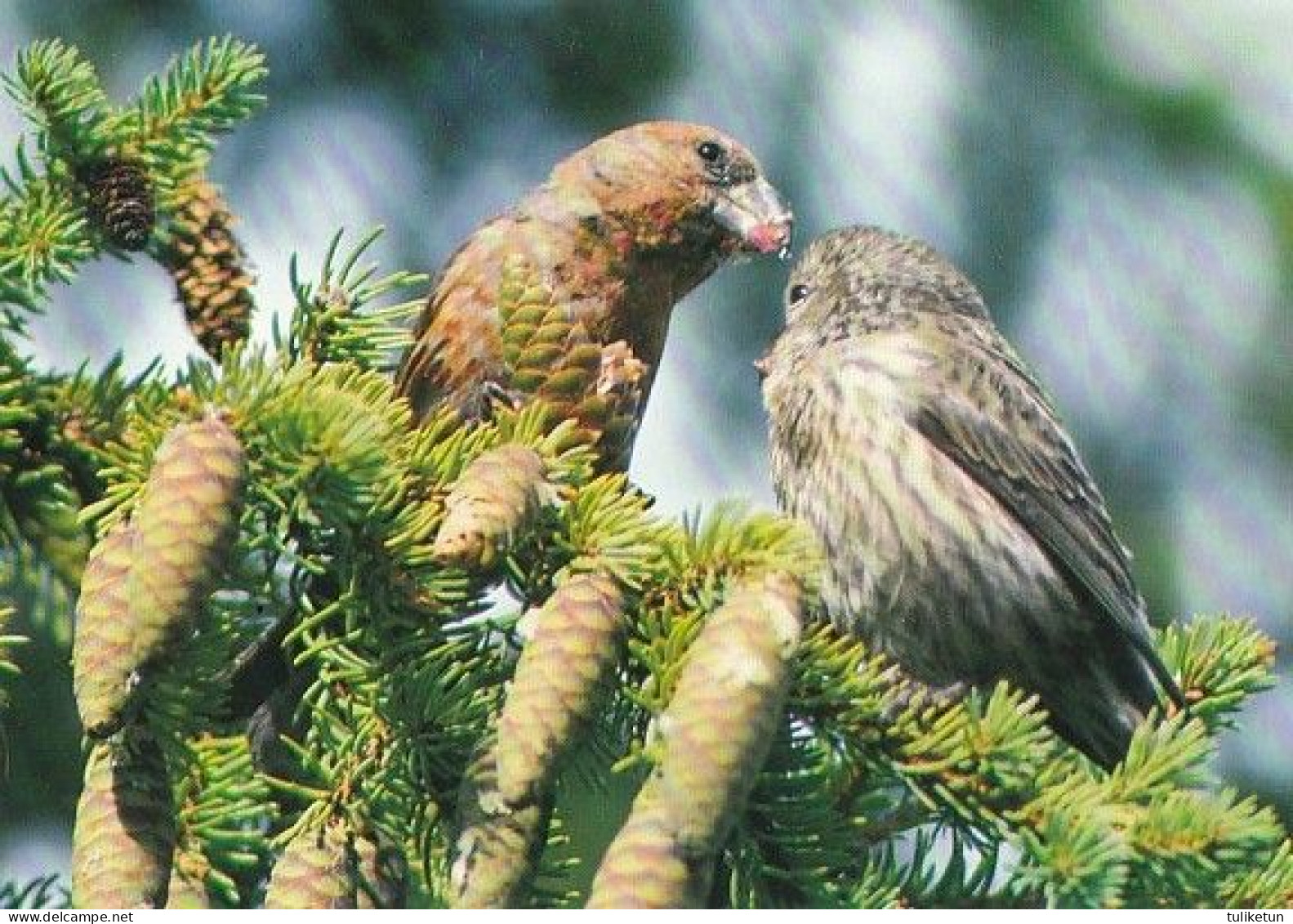 Bird - Oiseau - Vogel - Uccello - Pássaro - Birds On A Spruce Branch - Medelpads Ornitologiska Förening - Oiseaux