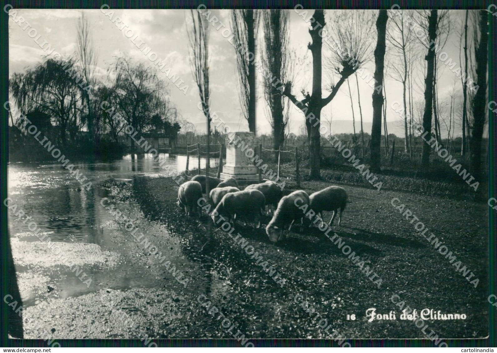 Perugia Campello Fonti Del Clitunno Pecore Carducci FG Foto Cartolina KB4982 - Perugia