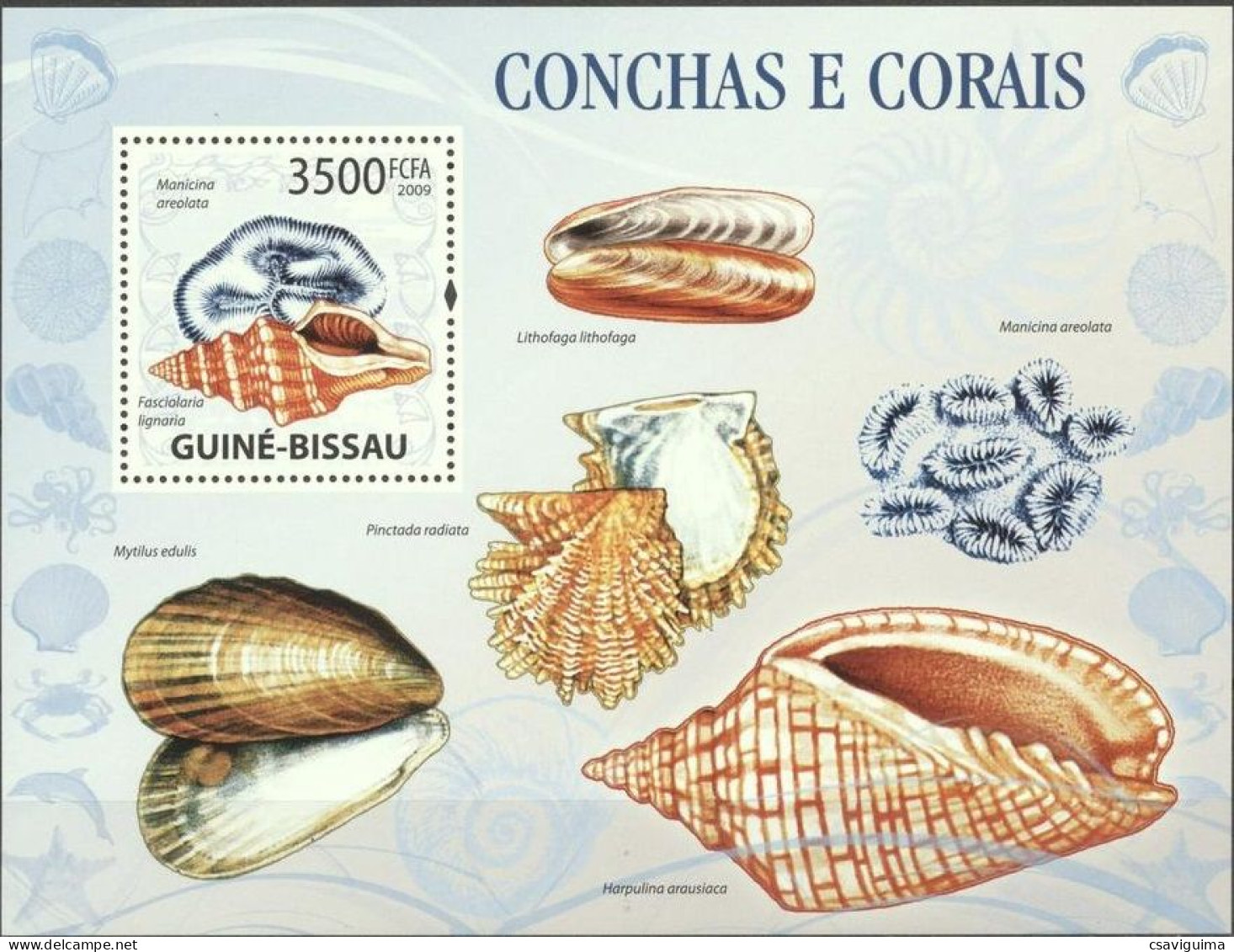 Guinea Bissau (Guineé-Bissau) - 2008 - Shell - Yv Bf 483 - Coquillages