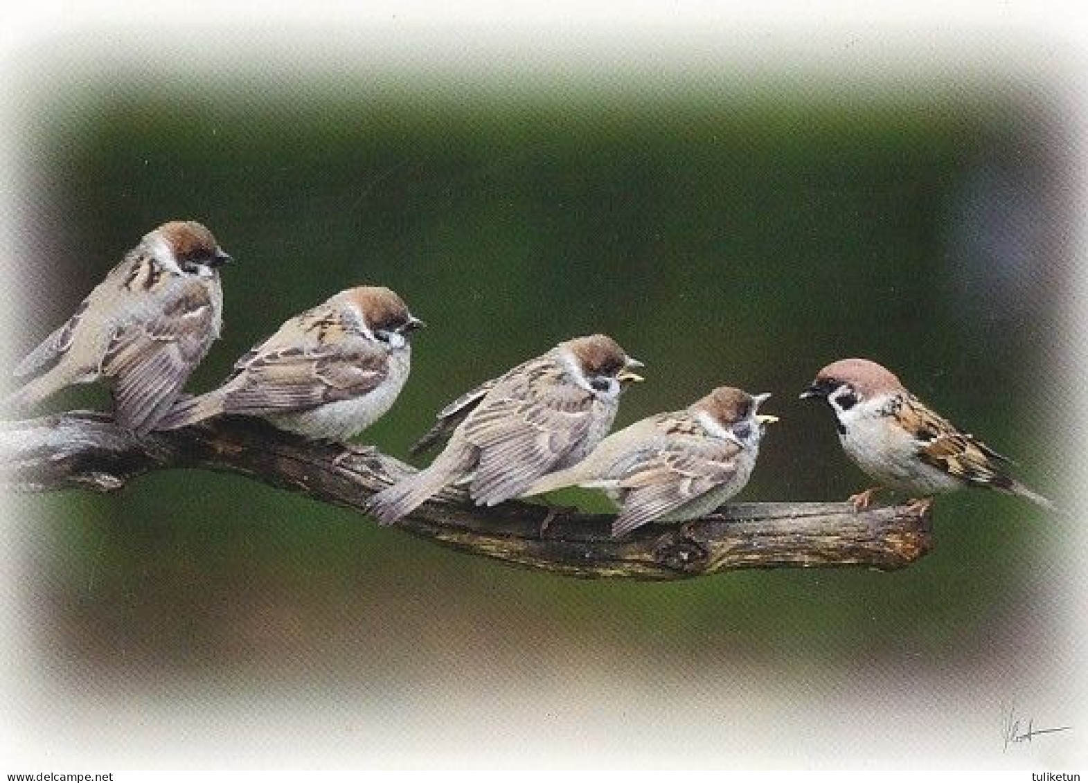 Bird - Oiseau - Vogel - Uccello - Pássaro - Pájaro - Varpunen - Sparrow - Passer Domesticus - Vogels