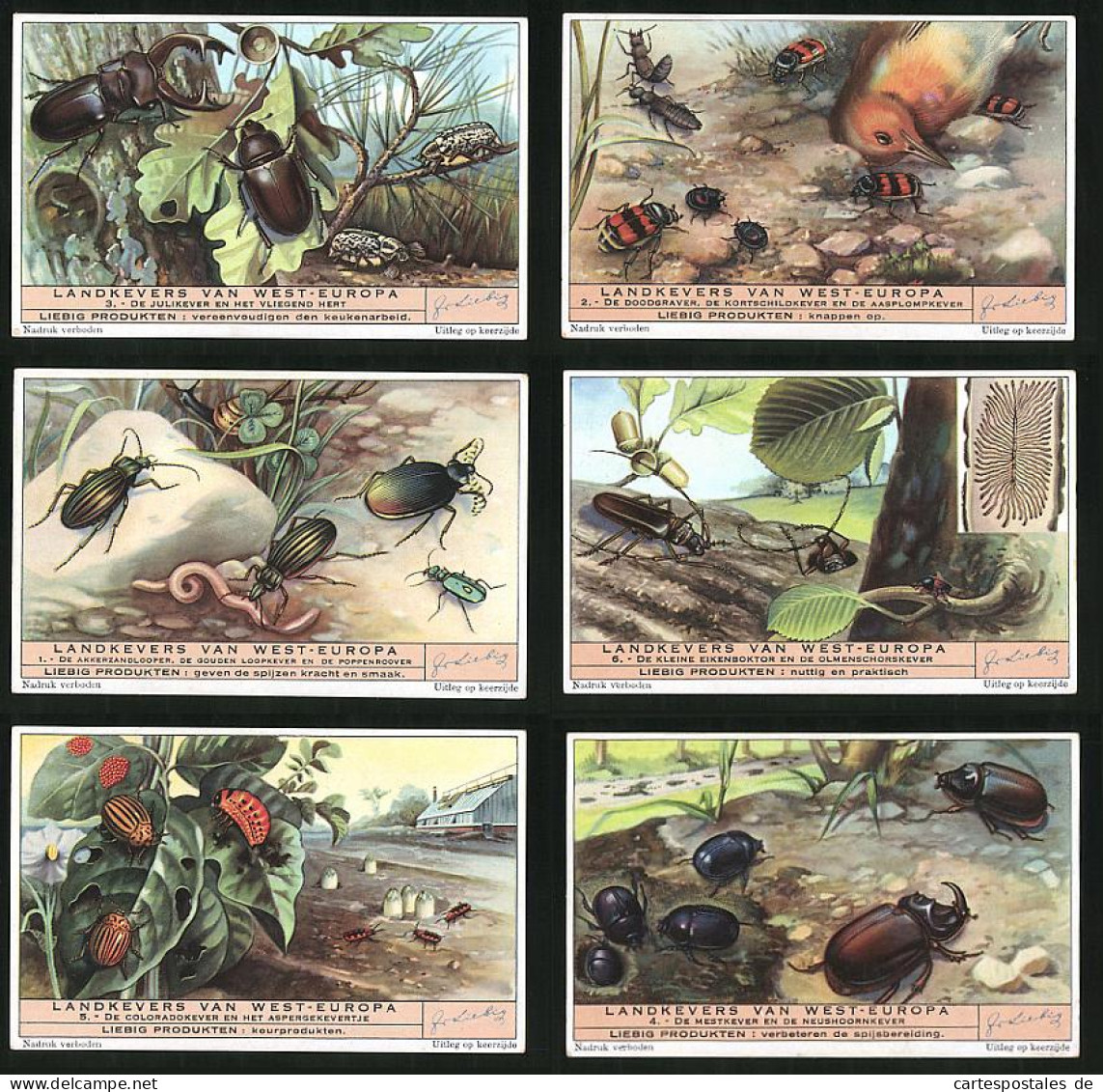 6 Sammelbilder Liebig, Serie Nr. 1476: Landkevers Van West-Europa, Mistkäfer, Hirschkäfer, Regenwurm  - Liebig