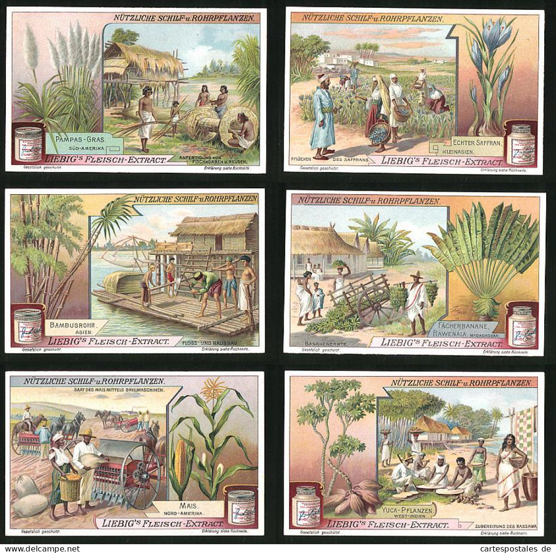 6 Sammelbilder Liebig, Serie Nr. 970: Nützliche Schilf-u. Rohrpflanzen, Yuca-Pflanzen, Mais, Fächerbanane, Bambusrohr  - Liebig