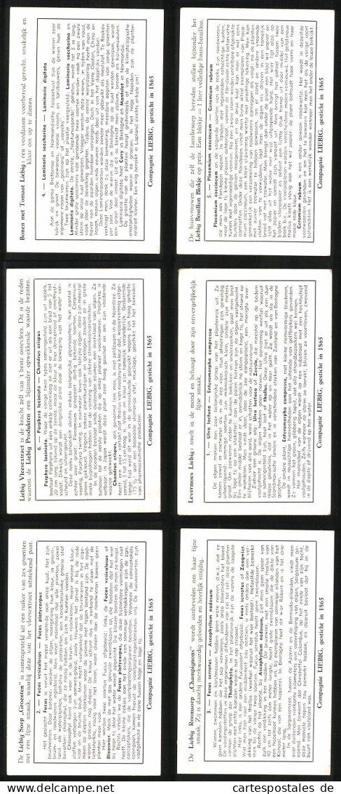 6 Sammelbilder Liebig, Serie Nr. 1489: Zeewieren Op Onze Kust, Fucus Serratus, Fucus Vesiculosus, Fucus Platycarpus  - Liebig
