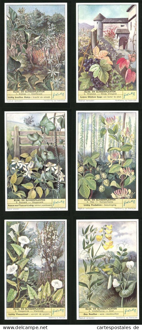 6 Sammelbilder Liebig, Serie Nr. 1624: Klim En Slingerplanten, Erwt, Veldlathyrus, Haagwinde, Warkruid, Hop, Bosrank  - Liebig