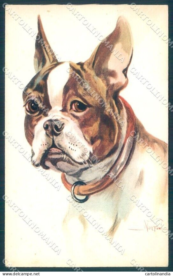 Animals Norfini Dog Boston Terrier Serie 1044 Cartolina Postcard TW1294 - Sonstige & Ohne Zuordnung